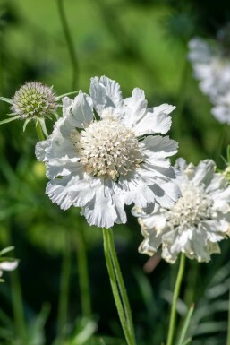 Scabiosa caucasica 'Perfecta Alba' Höstvädd 5-10 i kruka P9 Scabiosa caucasica 'Perfecta Alba'