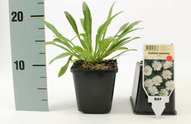 Scabiosa caucasica 'Perfecta Alba' Höstvädd 5-10 i kruka P9 Scabiosa caucasica 'Perfecta Alba'