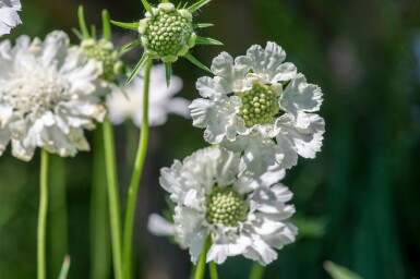 Scabiosa caucasica 'Perfecta Alba' Höstvädd 5-10 i kruka P9 Scabiosa caucasica 'Perfecta Alba'