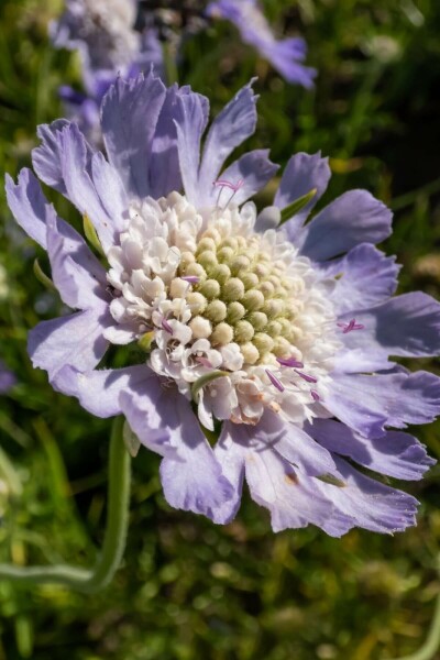 Scabiosa caucasica 'Perfecta' Höstvädd 5-10 i kruka P9 Scabiosa caucasica 'Perfecta'