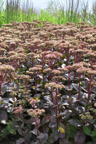 Sedum 'Matrona' Fetknoppar 5-10 i kruka P9 Sedum 'Matrona'