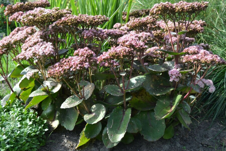 Sedum 'Matrona' Fetknoppar 5-10 i kruka P9 Sedum 'Matrona'