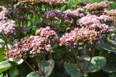 Sedum 'Matrona' Fetknoppar 5-10 i kruka P9 Sedum 'Matrona'