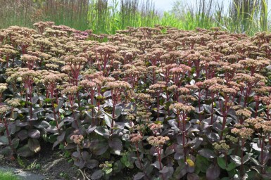Sedum 'Matrona' Fetknoppar 5-10 i kruka P9 Sedum 'Matrona'