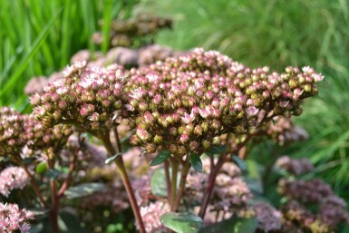 Sedum 'Matrona' Fetknoppar 5-10 i kruka P9 Sedum 'Matrona'