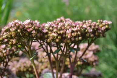 Sedum 'Matrona' Fetknoppar 5-10 i kruka P9 Sedum 'Matrona'