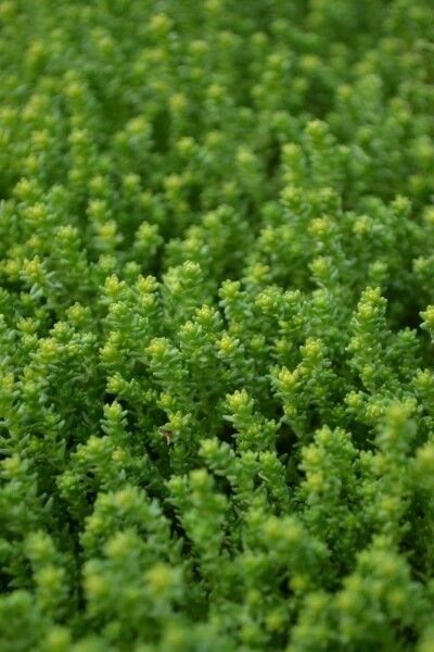 Sedum acre Gul fetknopp 5-10 i kruka P9 Sedum acre