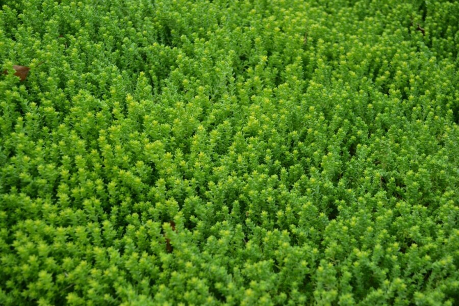 Sedum acre Gul fetknopp 5-10 i kruka P9 Sedum acre