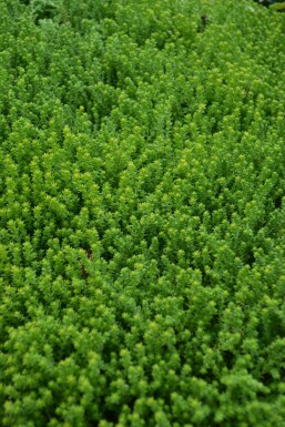 Sedum acre Gul fetknopp 5-10 i kruka P9 Sedum acre