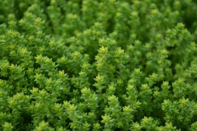 Sedum acre Gul fetknopp 5-10 i kruka P9 Sedum acre