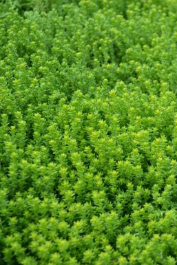 Sedum acre Gul fetknopp 5-10 i kruka P9 Sedum acre