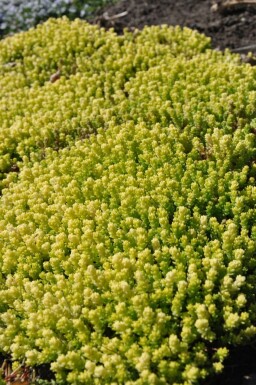 Sedum acre 'Yellow Queen' Gul fetknopp 5-10 i kruka P9 Sedum acre 'Yellow Queen'