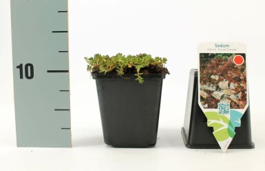 Sedum album 'Coral Carpet' Vit fetknopp 5-10 i kruka P9 Sedum album 'Coral Carpet'