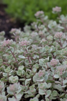 Sedum cauticola 'Lidakense' Fetknoppar 5-10 i kruka P9 Sedum cauticola 'Lidakense'