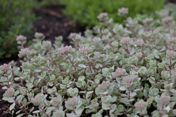 Sedum cauticola 'Lidakense'