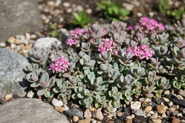 Sedum cyaneum 'Sachalin'