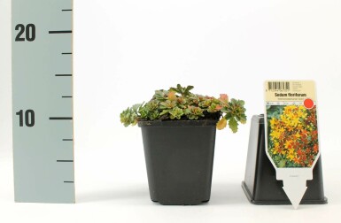 Sedum floriferum 'Weihenstephaner Gold' Fetknoppar 5-10 i kruka P9 Sedum floriferum 'Weihenstephaner Gold'