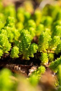 Sedum lydium Lydisk fetknopp 5-10 i kruka P9 Sedum lydium