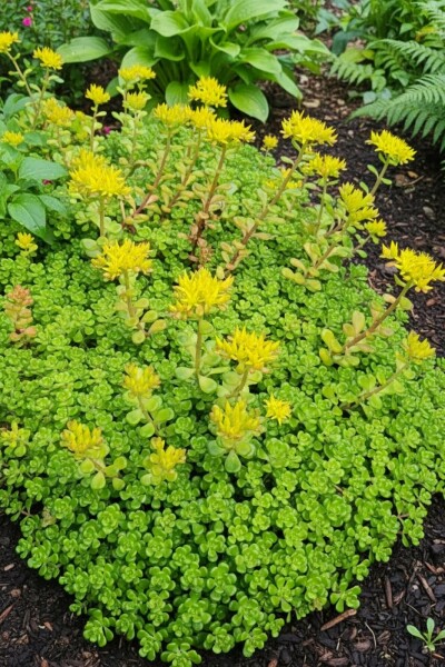 Sedum oreganum Oregonfetknopp 5-10 i kruka P9 Sedum oreganum