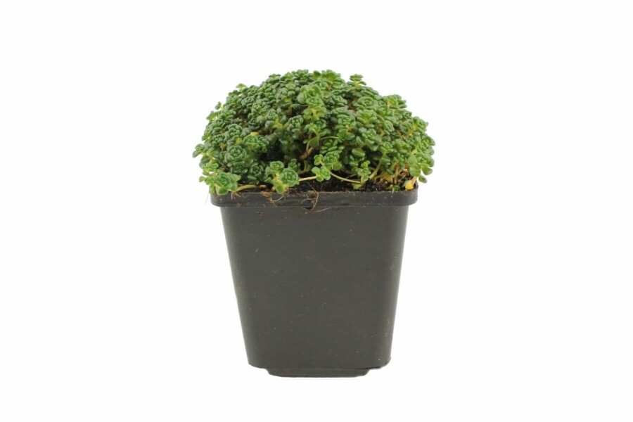 Sedum oreganum Oregonfetknopp 5-10 i kruka P9 Sedum oreganum