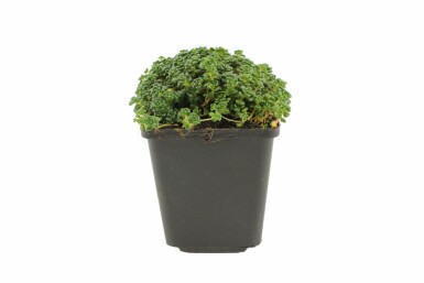 Sedum oreganum Oregonfetknopp 5-10 i kruka P9 Sedum oreganum