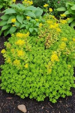 Sedum oreganum Oregonfetknopp 5-10 i kruka P9 Sedum oreganum