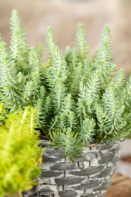 Sedum reflexum Stor fetknopp 5-10 i kruka P9 Sedum reflexum