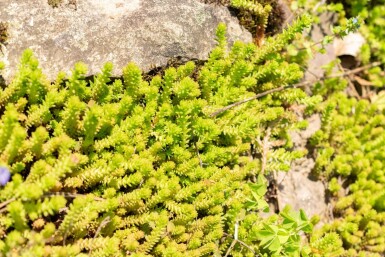 Sedum sexangulare Kantig fetknopp 5-10 i kruka P9 Sedum sexangulare