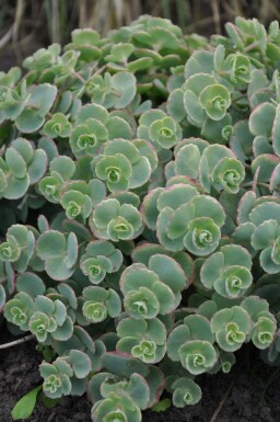 Sedum sieboldii Fetknoppar 5-10 i kruka P9 Sedum sieboldii