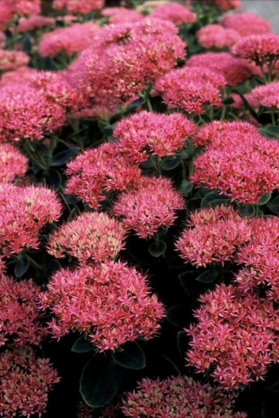 Sedum spectabile 'Brilliant' Kinesisk kärleksört 5-10 i kruka P9 Sedum spectabile 'Brilliant'