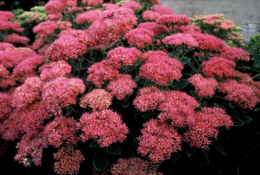 Sedum spectabile 'Brilliant' Kinesisk kärleksört 5-10 i kruka P9 Sedum spectabile 'Brilliant'