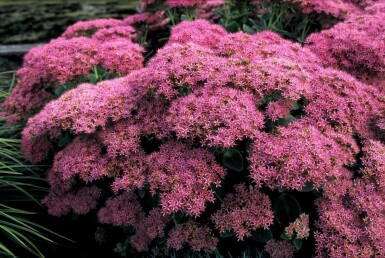 Sedum spectabile 'Brilliant' Kinesisk kärleksört 5-10 i kruka P9 Sedum spectabile 'Brilliant'