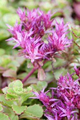Sedum spurium 'Fuldaglut' Kaukasiskt fetblad 5-10 i kruka P9 Sedum spurium 'Fuldaglut'
