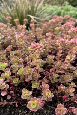 Sedum spurium 'Schorbuser Blut' Kaukasiskt fetblad 5-10 i kruka P9 Sedum spurium 'Schorbuser Blut'