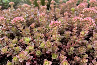 Sedum spurium 'Schorbuser Blut' Kaukasiskt fetblad 5-10 i kruka P9 Sedum spurium 'Schorbuser Blut'