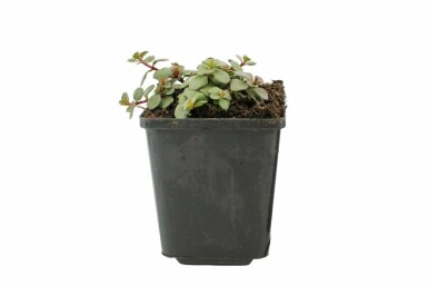 Sedum spurium 'Splendens' Kaukasiskt fetblad 5-10 i kruka P9 Sedum spurium 'Splendens'