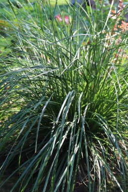 Sesleria caerulea Atlantisk älväxing 5-10 i kruka P9 Sesleria caerulea