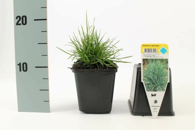 Sesleria caerulea Atlantisk älväxing 5-10 i kruka P9 Sesleria caerulea