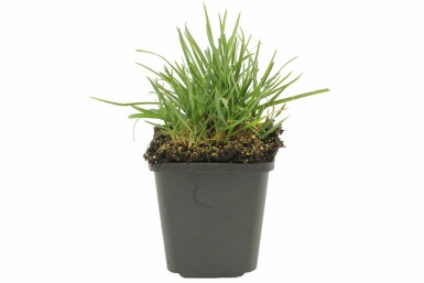 Sesleria heufleriana Vårälväxing 5-10 i kruka P9 Sesleria heufleriana