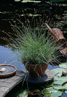 Sesleria nitida Glansälväxing 5-10 i kruka P9 Sesleria nitida