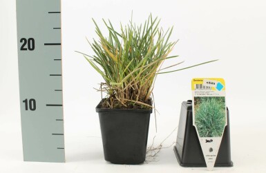 Sesleria nitida Glansälväxing 5-10 i kruka P9 Sesleria nitida