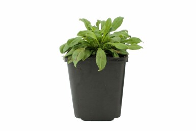 Silene schafta 'Splendens' Höstglim 5-10 i kruka P9 Silene schafta 'Splendens'