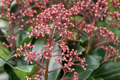 Skimmia japonica 'Rubella' C3 20-30