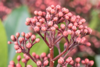 Skimmia japonica 'Rubella' C3 20-30