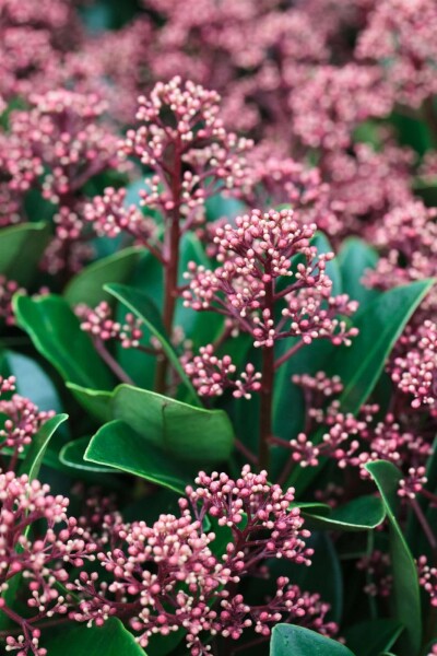 Skimmia japonica 'Rubella' C2 15-20