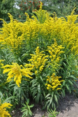 Solidago canadensis 'Goldkind' Kanadensiskt gullris 5-10 i kruka P9 Solidago canadensis 'Goldkind'