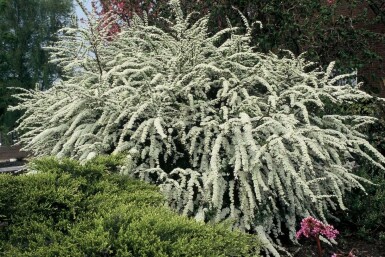 Spiraea × cinerea 'Grefsheim' C12 100-125