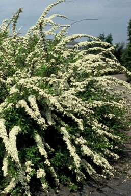 Spiraea × cinerea 'Grefsheim' C12 100-125