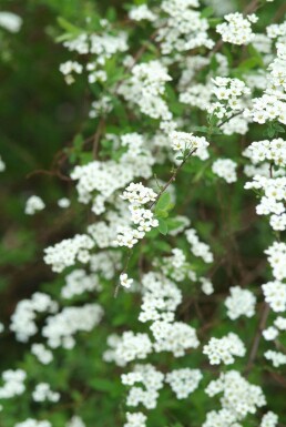 Spiraea × cinerea 'Grefsheim' C12 100-125