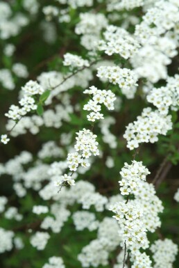 Spiraea × cinerea 'Grefsheim' C12 100-125